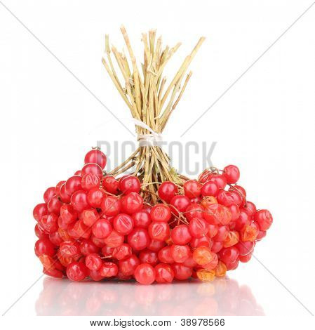 rode bessen van viburnum geïsoleerd op wit
