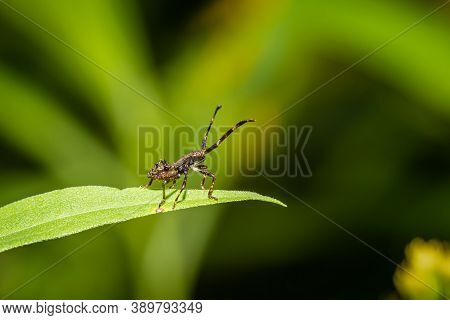 Rhombic Leatherbug (syromastus Rhombeus) In Danube-drava National Park (duna-dráva National Park), H