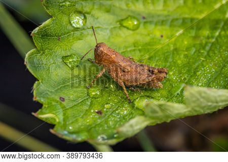 Short-horned Grasshopper (pezotettix Giornae) On A Dewy Leaf