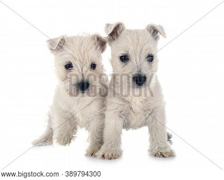 Puppies West Highland White Terrier In Front Of White Background