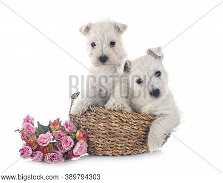 Puppies West Highland White Terrier In Front Of White Background