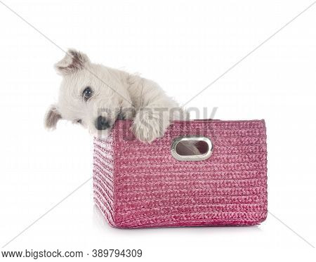 Puppy West Highland White Terrier In Front Of White Background