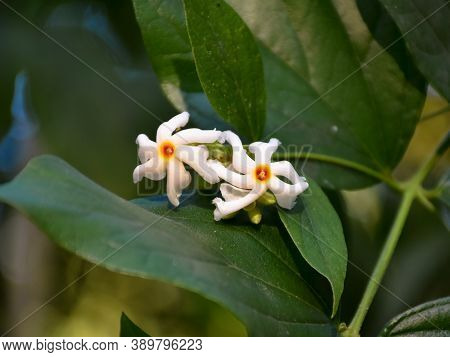 Selective Focus Of Night Flowering Jasmine Or Parijat Or Hengra Bubar Or Shiuli Flowers
