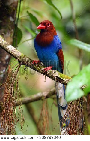 The Sri Lanka Blue Magpie Or Ceylon Magpie (urocissa Ornata) Sitting On The Branch Middle Of The Rai