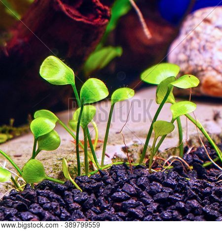 Decorative Ground Cover Plant Marsilea In An Aquarium. Selective Focus