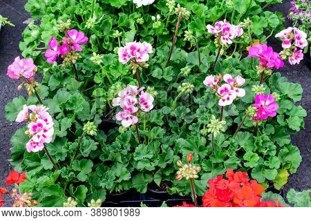 Group Of Vivid Pink Pelargonium Flowers (commonly Known As Geraniums, Pelargoniums Or Storksbills) A