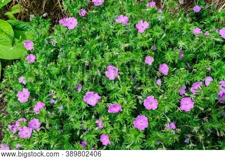 Group Of Vivid Pink Pelargonium Flowers (commonly Known As Geraniums, Pelargoniums Or Storksbills) A