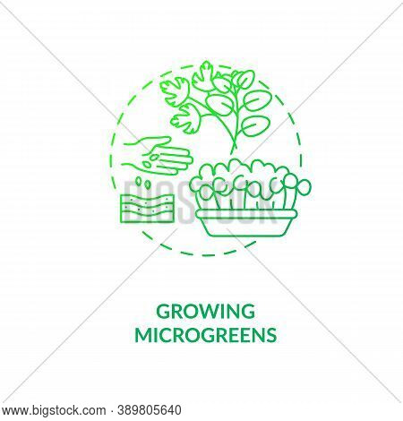 Growing Microgreens Concept Icon. Practice Of Growing Little Green Sprouts. Vegetable Confetti. Urba