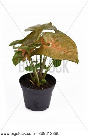 Tropical Houseplant With Botanic Name 'syngonium Podophyllum Bronze Maria'  With Red And Green Arrow
