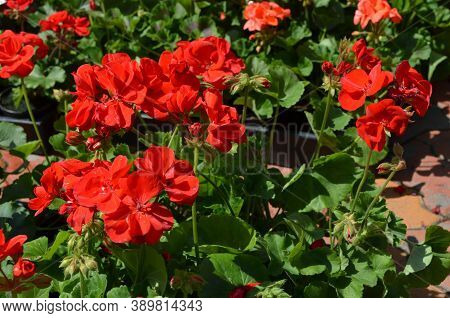 Group Of Vivid Red Pelargonium Flowers (commonly Known As Geraniums, Pelargoniums Or Storksbills) An