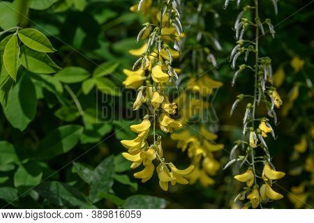 Tree With Yellow Flowers Of Laburnum Anagyroides, The Common Laburnum, Golden Chain Or Golden Rain, 