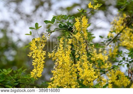 Tree With Yellow Flowers Of Laburnum Anagyroides, The Common Laburnum, Golden Chain Or Golden Rain, 