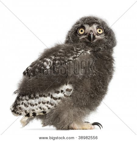 นกฮูกสโนวี่เจี๊ยบ Bubo scandiacus, 31 วันเก่ากับพื้นหลังสีขาว