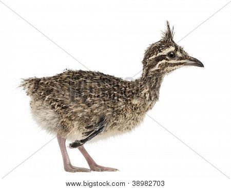 Elegante Crested Steißhühner-Chick, Eudromia Elegans, 1 Woche alt, auch bekannt als Art Steißhühner gegen