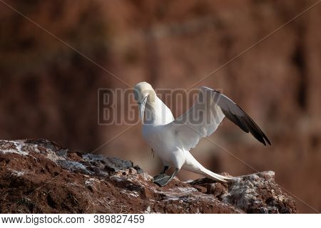 Northern Gannet With Spreadout Wings Land On A Cliff Of Helgoland Island, Germany