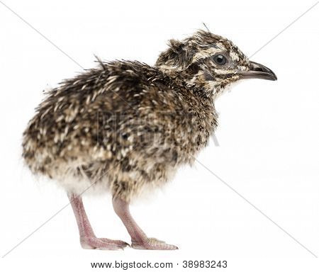 Elegante Crested Steißhühner-Chick, Eudromia Elegans, 1 Tag alt, auch bekannt als Art Steißhühner gegen 