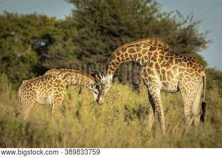 Female Giraffe And Her Baby Standing In Green Bush In The Morning Sunlight In Moremi Okavango Delta 
