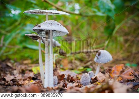 Pleated Inkcap (parasola Plicatilis) Sometimes Known As The Little Japanese Umbrella, Growing In A F