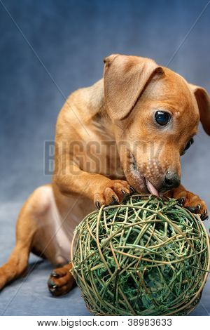Lille Pinscher hvalp