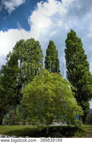 Trees Reaching The Sky In Walenstadt In Switzerland 28.5.2020