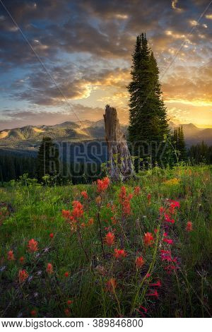 Lovely Sunset Featuring Multicolored Wildflowers And Beautiful Light On Mountain Peaks Near Crested 