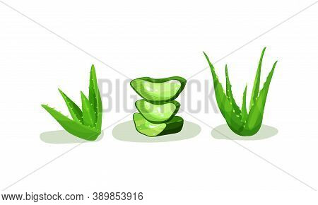Aloe Vera Rosette Of Large, Thick, Fleshy Leaves Vector Set