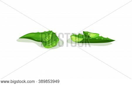 Aloe Vera Thick Fleshy Leaves Pieces As Flowering Succulent Plant Vector Set