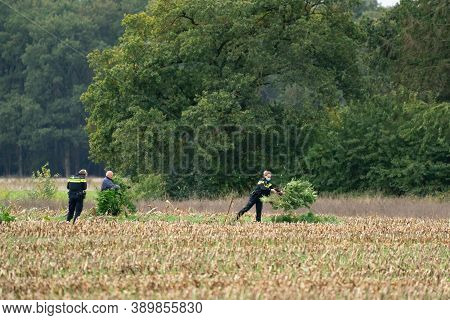 Ravenswoud - October 15 2020: Ravenswoud, Friesland, The Netherlands. Marijuana Is Collected From A 