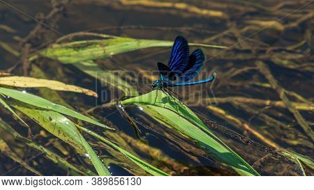 Blue Color Dragonfly River Water Beautiful Insect With Open Wings