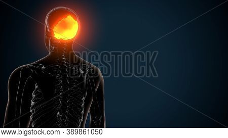 3d Illustration Of Human Skeleton Skull Occipital Bone Anatomy