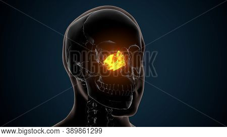 Human Skeleton Skull Maxilla Bone Anatomy. 3d Illustration