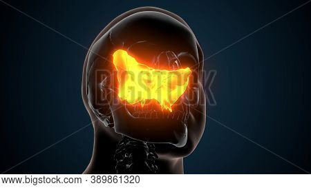 Human Skeleton Skull Maxilla Bone Anatomy. 3d Illustration