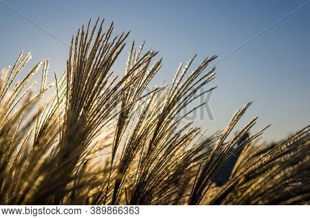 Chinese Silver Grass, Maiden Grass, Miscanthus Chinese, Miscanthus Sinensis Illuminated By Soft Even
