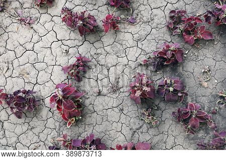 Coleus Blumei Flowers On Cracked Ground Outdoors In Flat Lay