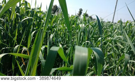 Sugarcane Field Leaves Closeup