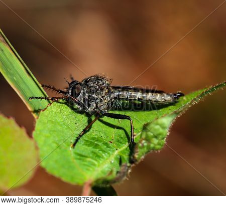 A Predator Fly Or Hunting Fly (asilidae) On A Leaf.