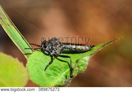 A Predator Fly Or Hunting Fly (asilidae) On A Leaf.