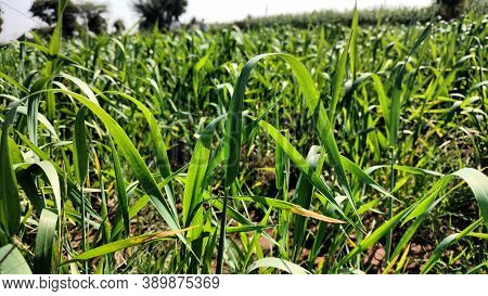 Sugar Cane Field In Indian Village, Rural Area