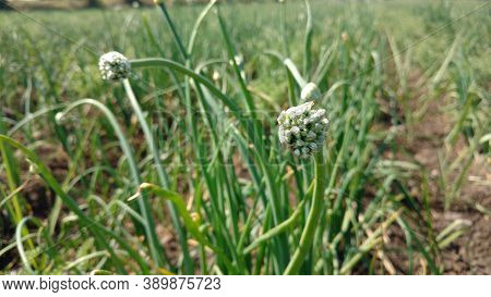 Onion Flower Blooming Of Allium In Daylight In Field