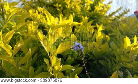 Yellow Leaves Choisya Ternata Sundance In Bright Light