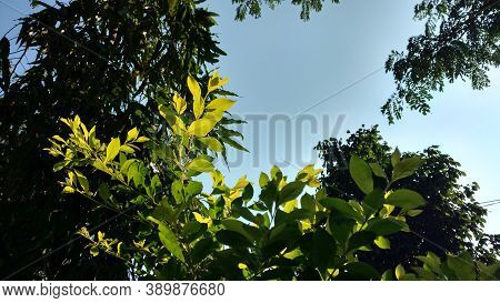 Yellow Leaves Choisya Ternata Sundance In Blue Sky