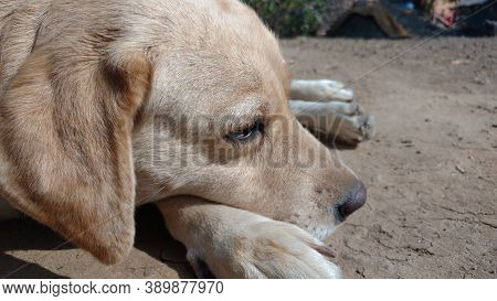 Brown White Color Female Labrador Retriever Dog Closeup