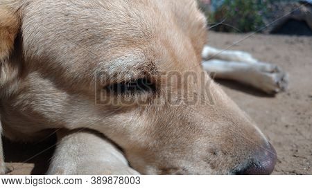 Brown White Color Female Labrador Retriever Dog Closeup