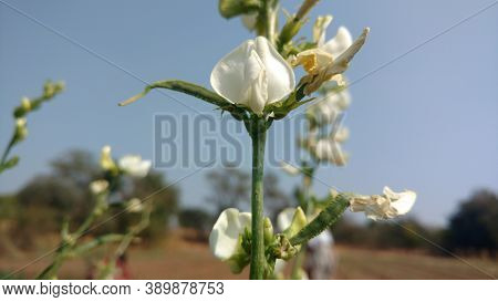 White Flower Close Up Of Common Bean In Indian Field