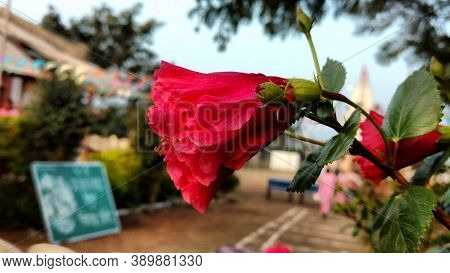 Hibiscus Flower Closeup On Independence Day Celebration In Indian Village School Of Zpps