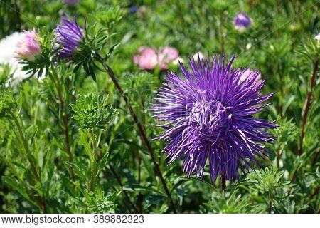 Purple Flower Of China Aster With Thread Like Petals