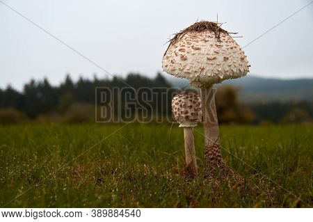 The Parasol Mushroom Macrolepiota Procera Or Lepiota Procera Growing In The Forest.