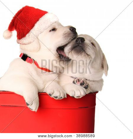 Lekfull jul santa valpar i en röd behållare.