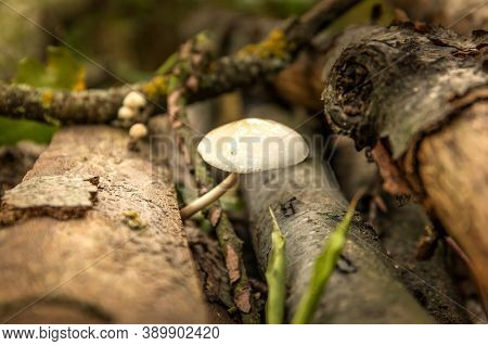 Fungus Mucidula Mucida That Grows On Tree Trunks. Forest Mushrooms - Mucidula Mucida