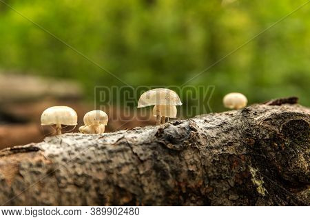Fungus Mucidula Mucida That Grows On Tree Trunks. Forest Mushrooms - Mucidula Mucida